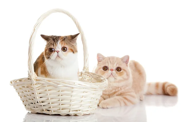 Katten met bascet geïsoleerd op witte achtergrond — Stockfoto