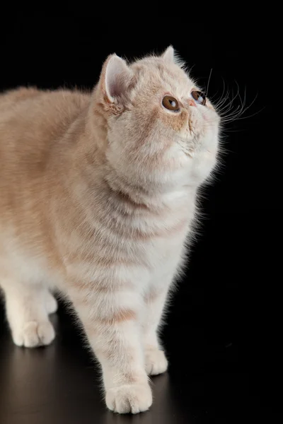 Gato persa exótico no fundo preto — Fotografia de Stock