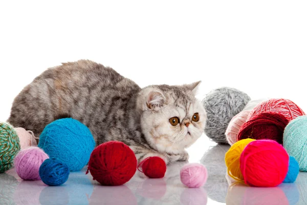 Persian exotic cat isolated with balls of different colours — Stock Photo, Image