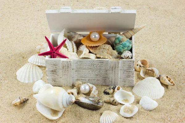 Skal på sand. sjöstjärna. Treasure — Stockfoto