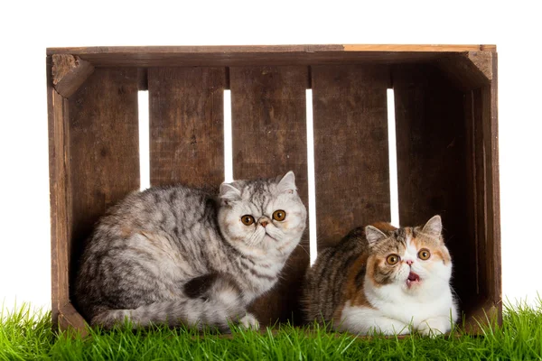 Beyaz arka plan üzerinde izole sevimli kedi ahşap kutu — Stok fotoğraf