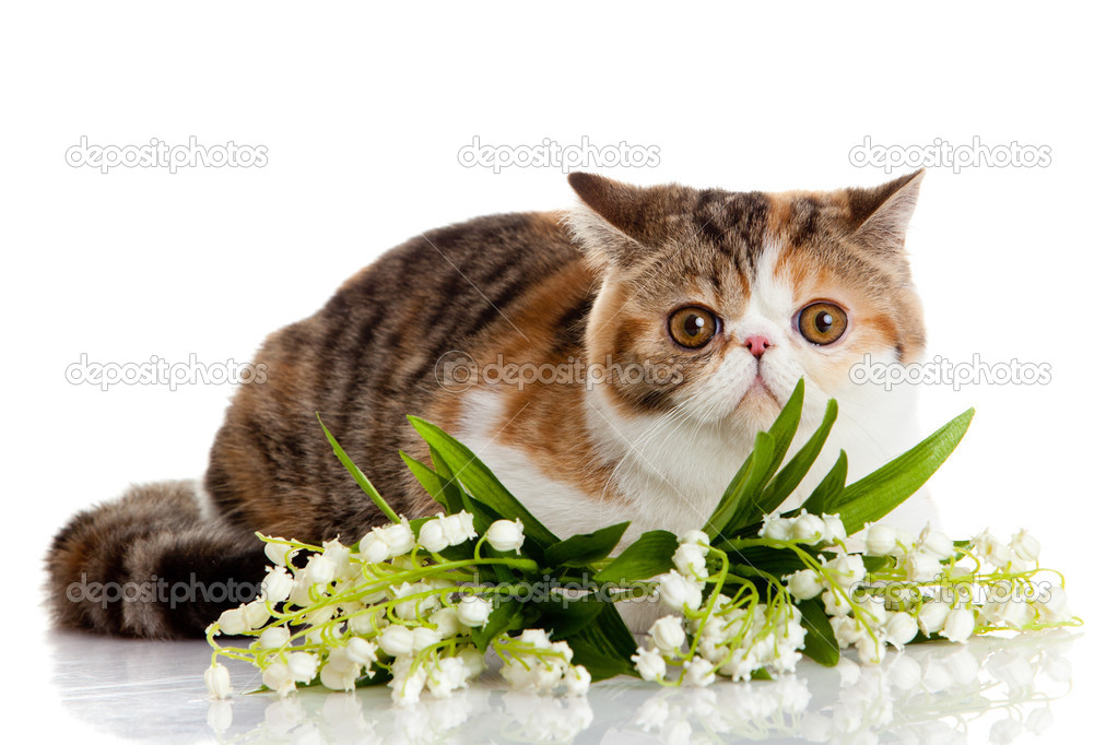 lovely cat with flowers, balls,paints isolated on white backgrou