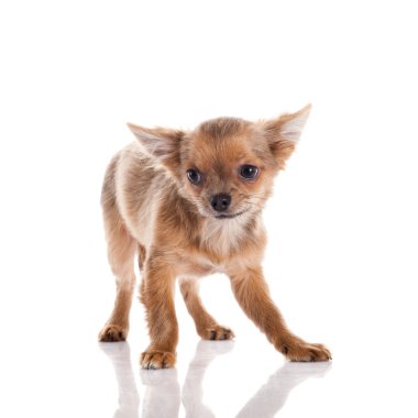 Chihuahua beyaz arka planda izole edilmiş.