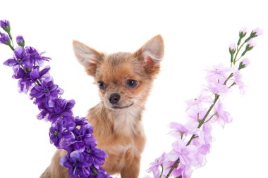 Chihuahua ve beyaz arka plan üzerinde izole çiçekler