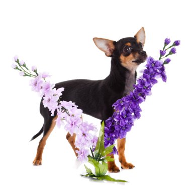 Chihuahua ve beyaz arka plan üzerinde izole çiçekler
