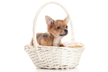 Sepette beyaz zemin üzerine izole Chihuahua