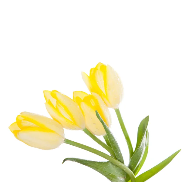 Tulpen isoliert auf weißem Hintergrund. Farben — Stockfoto