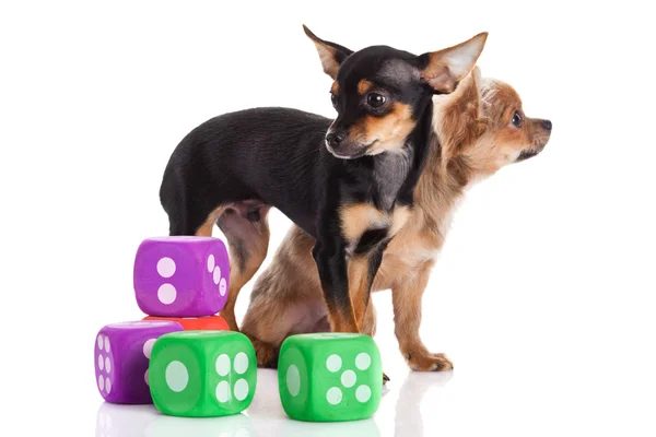 Chihuahua und Würfel isoliert auf weißem Hintergrund — Stockfoto