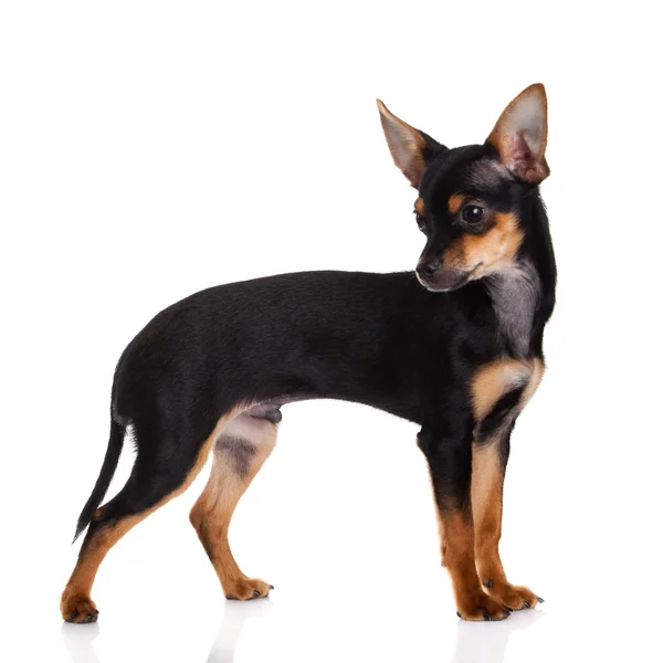 Chihuahua isolated on white background — Stock Photo, Image