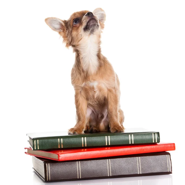 Chihuahua sui libri isolati su sfondo bianco — Foto Stock