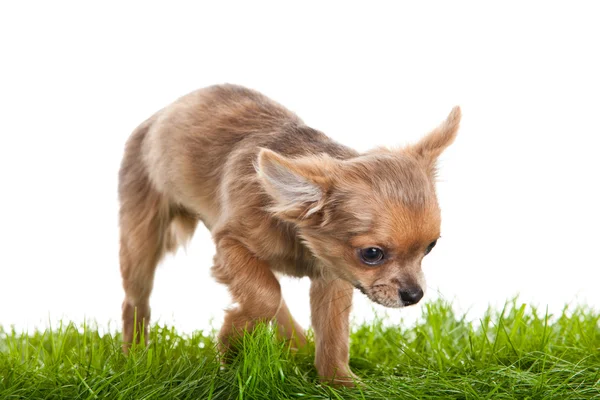 Chihuahua on green gras isolated on white background — Stock Photo, Image