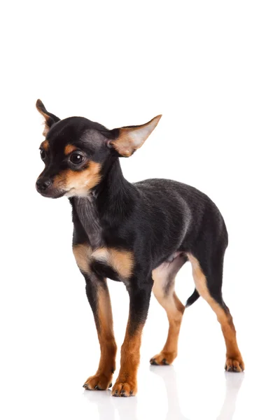 Chihuahua isolerad på vit bakgrund — Stockfoto