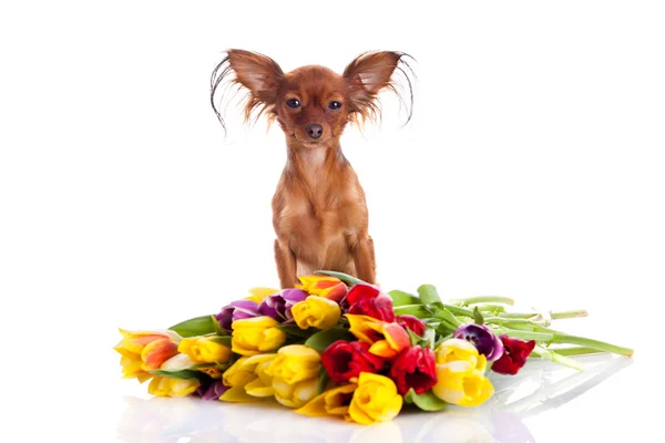 Grappige hond en fowers geïsoleerd op witte achtergrond — Stockfoto