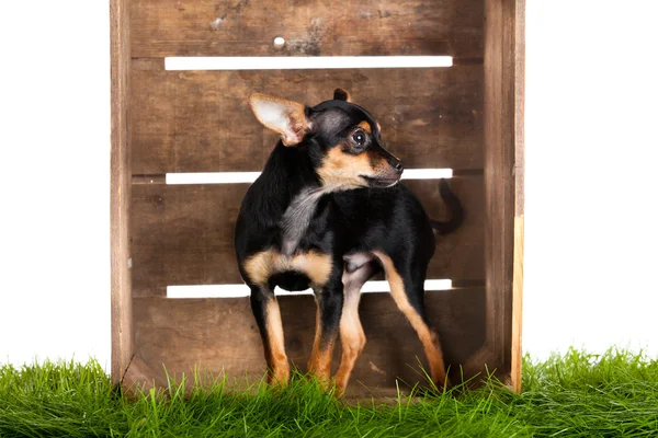 Chihuahua en caja aislada sobre fondo blanco —  Fotos de Stock