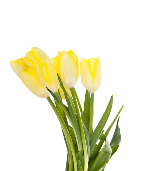 Tulipes isolées sur fond blanc. couleurs — Photo