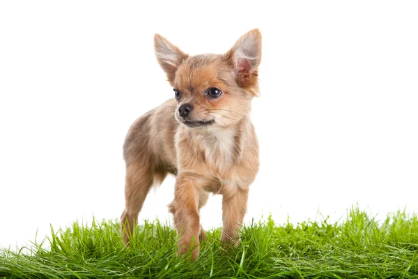 Chihuahua op groen gras geïsoleerd op witte achtergrond — Stockfoto