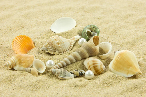 Conchas marinas, perlas, estrellas de mar sobre arena —  Fotos de Stock
