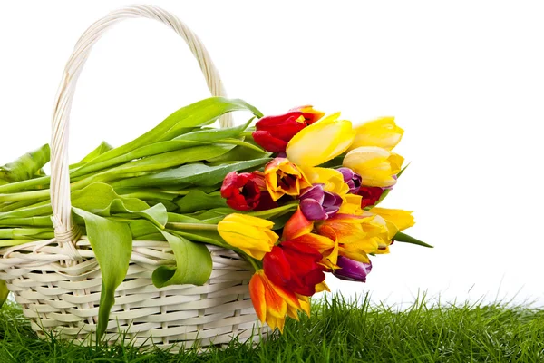 Tulipanes en cesta aislados sobre fondo blanco. colores, verde gra — Foto de Stock