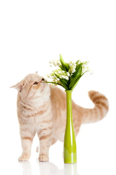 Gatto con fiori isolati su backgroud bianco — Foto Stock