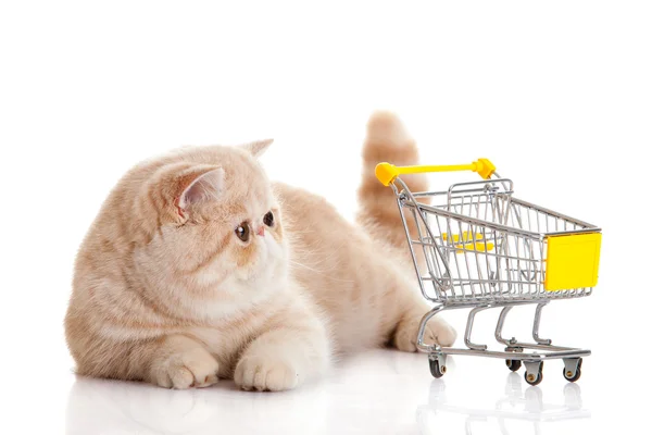 Persian exotic cat isolated with shopping trolly Royalty Free Stock Photos