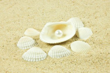deniz kabuklarını, inci, denizyıldızı kum üzerinde