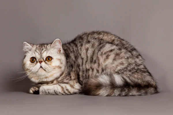 Gatto su sfondo grigio — Foto Stock