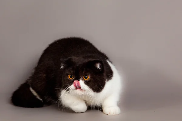 Кошка на сером фоне — стоковое фото