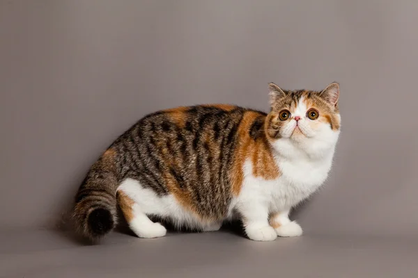 Katt på grå bakgrund — Stockfoto