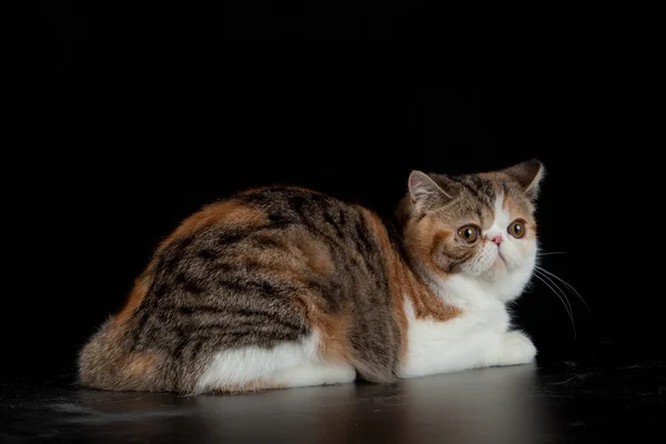 Gatto esotico persiano su sfondo nero — Foto Stock