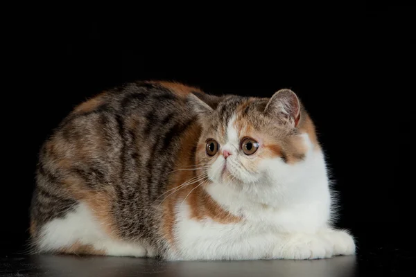 Gatto esotico persiano su sfondo nero — Foto Stock