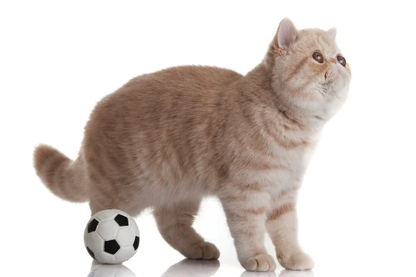 Gato exótico persa isolado com bolas de diferentes cores — Fotografia de Stock