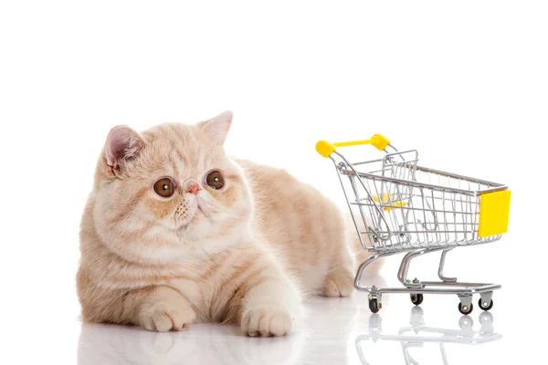 Gato exótico persa aislado con carrito de compras —  Fotos de Stock