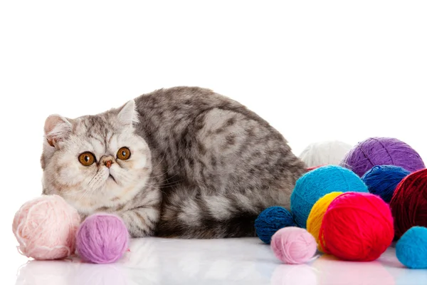 Gato exótico persa aislado con bolas de diferentes colores — Foto de Stock