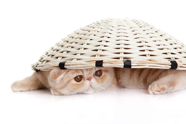 Persian exotic kitten under basket isolated — Stock Photo, Image