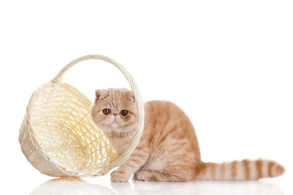 Persian exotic cat isolated with shopping basket — Stock Photo, Image