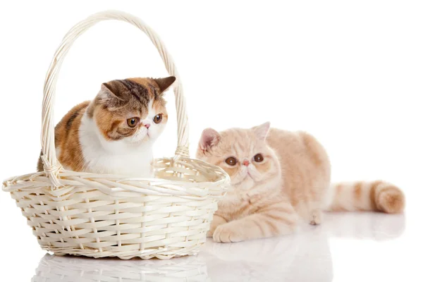 Gatos con bastidor aislado sobre fondo blanco —  Fotos de Stock