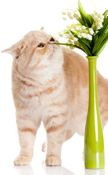 用鲜花隔离在白色背景上的猫 — 图库照片
