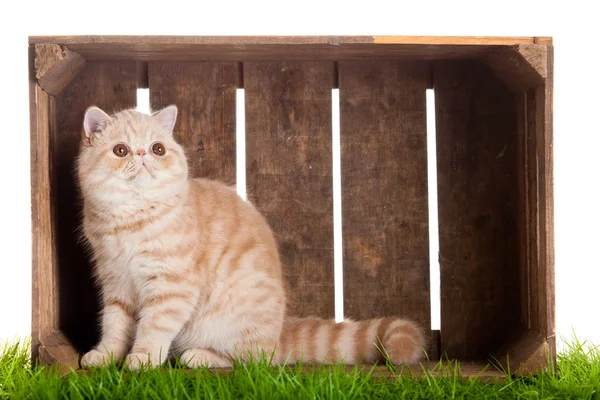 Beyaz arka plan üzerinde izole sevimli kedi ahşap kutu — Stok fotoğraf