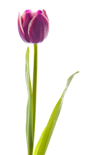 Tulipes isolées sur fond blanc. couleurs — Photo