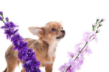 Chihuahua ve beyaz arka plan üzerinde izole çiçekler
