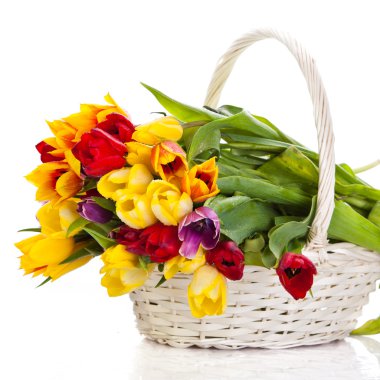 Sepette beyaz zemin üzerine izole Lale. Renkler