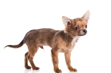 Chihuahua beyaz arka planda izole edilmiş.