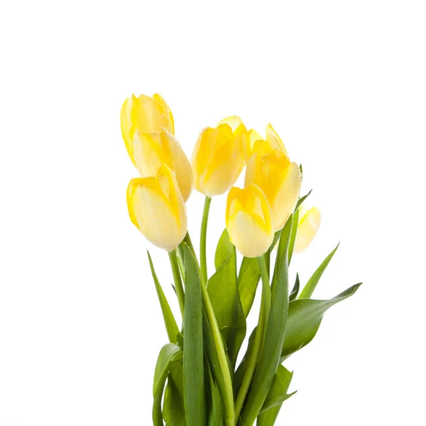 Tulipes isolées sur fond blanc. couleurs — Photo