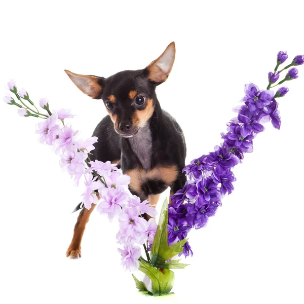 Chihuahua e fiori isolati su sfondo bianco — Foto Stock