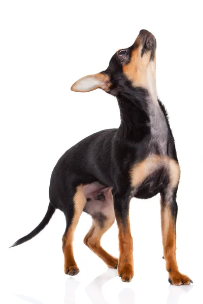 Chihuahua geïsoleerd op witte achtergrond — Stockfoto