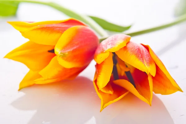 Tulpen geïsoleerd op een witte achtergrond. kleuren — Stockfoto