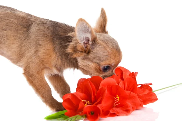 Chihuahua och blommor isolerad på vit bakgrund — Stockfoto