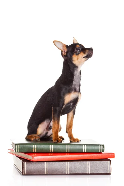 Chihuahua sui libri isolati su sfondo bianco — Foto Stock