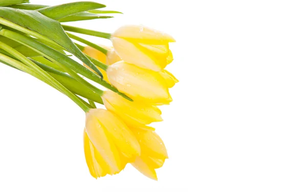 Tulpen isoliert auf weißem Hintergrund. Farben — Stockfoto