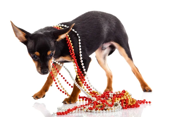 Chihuahua isolato su sfondo bianco — Foto Stock